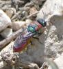 Chrysis sp.